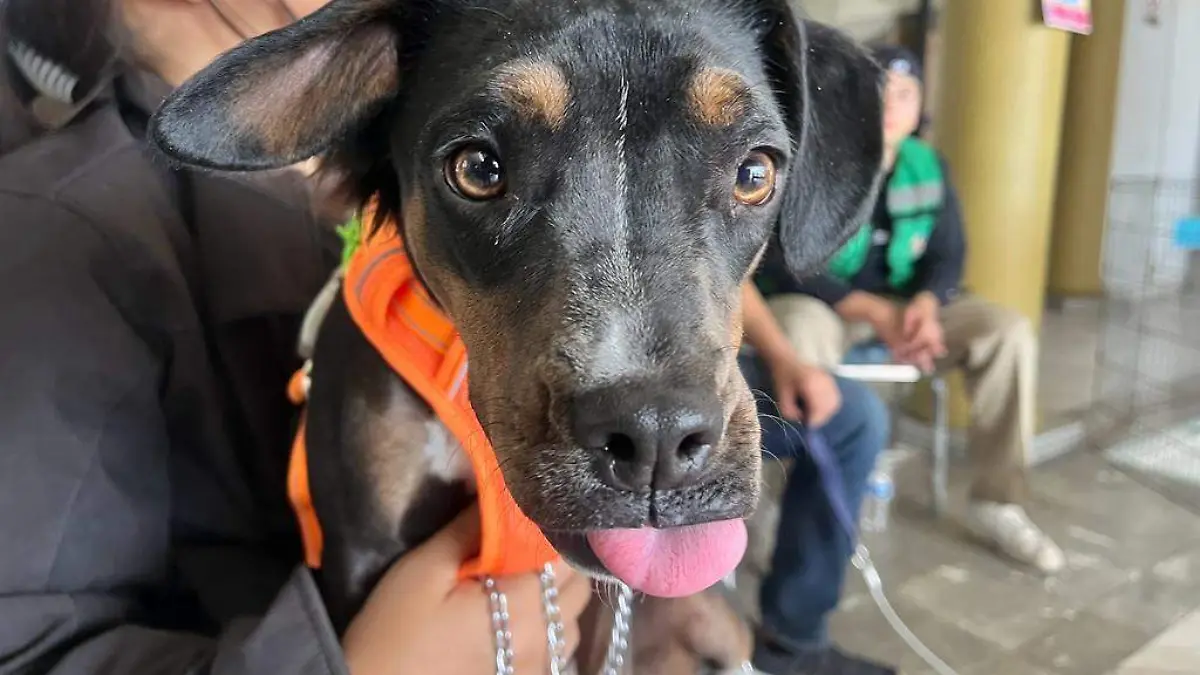 Hay mascotas en adopción en la "Expo pet"