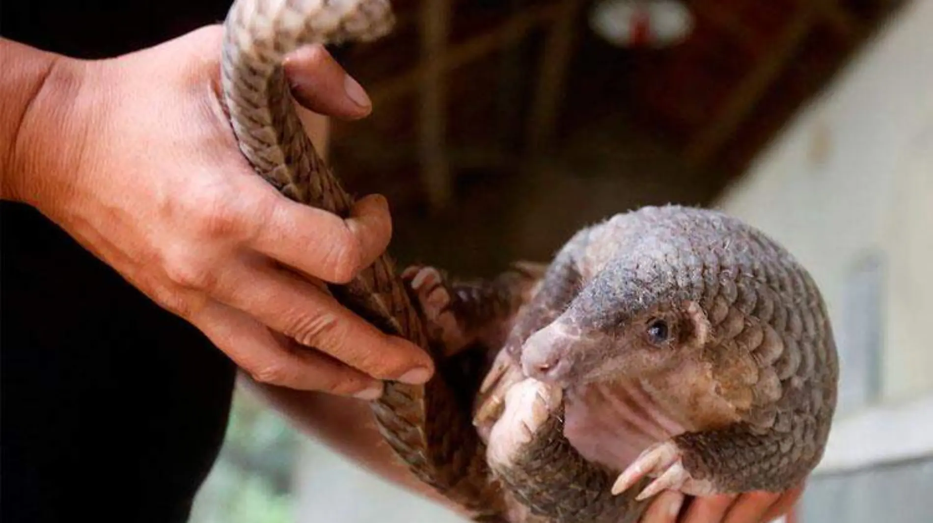 pangolines_pangolin_animales_China