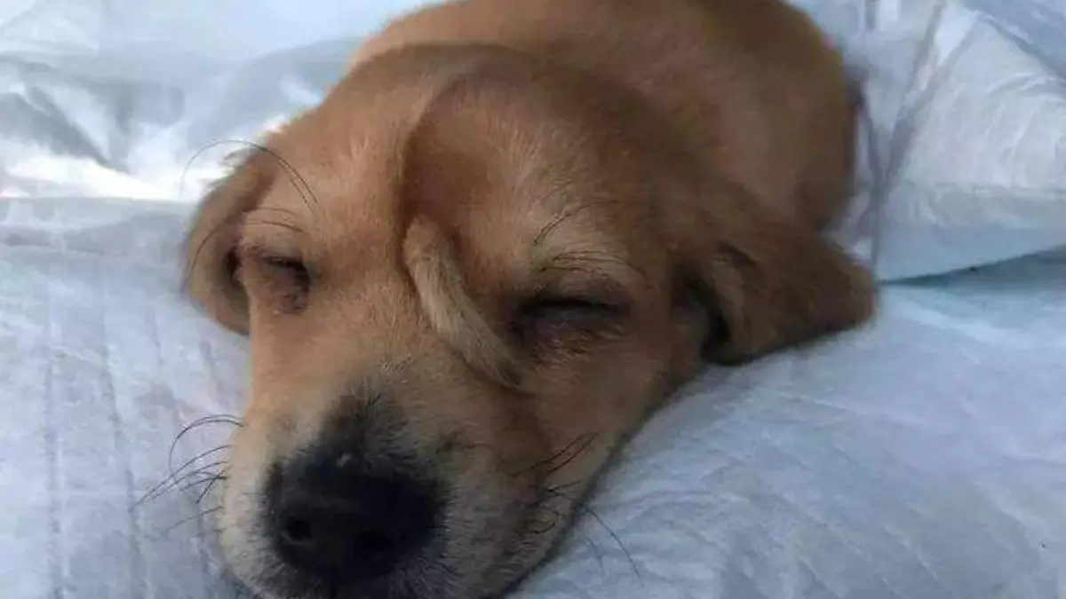 74532759_2581301538628135_8276324579786358784_n