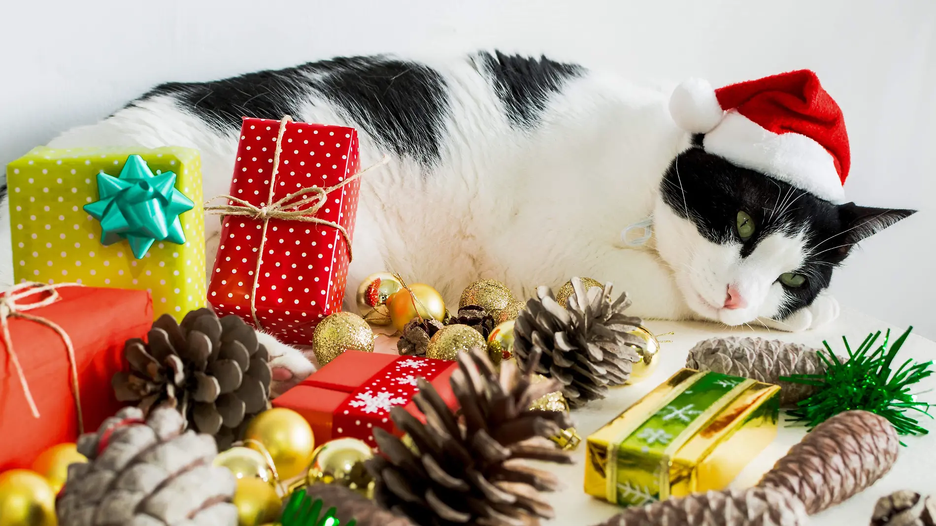 white-and-black-cat-with-christmas-santa-claus-hat-with-ornaments-on-table