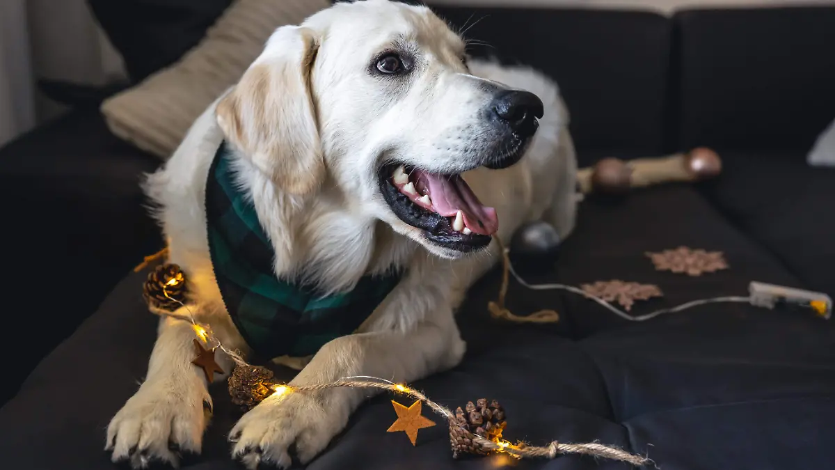 closeup-labrador-on-couch-with-christmas-decor