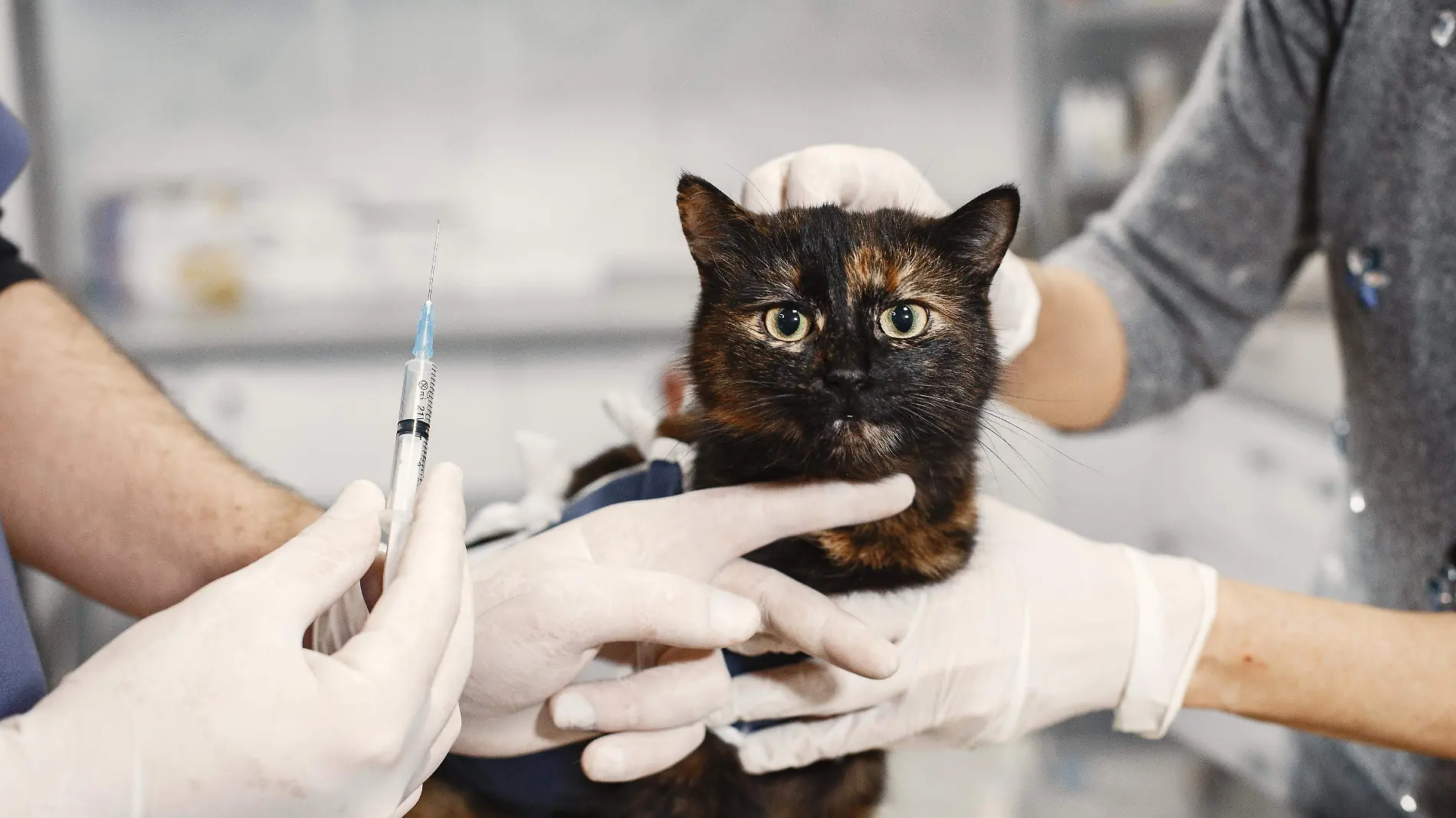 brown-pussy-after-surgery-injection-for-an-animal-vet-in-mittens-with-an-injection