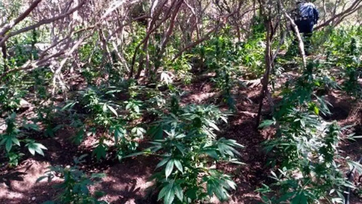 Decomiso Marihuana