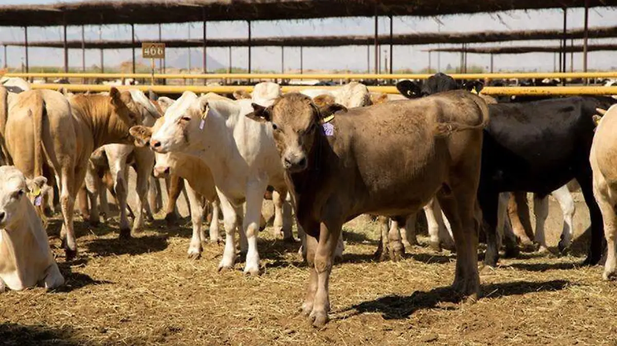 WhatsApp Image 2019-08-02 at 1.38.23 PM