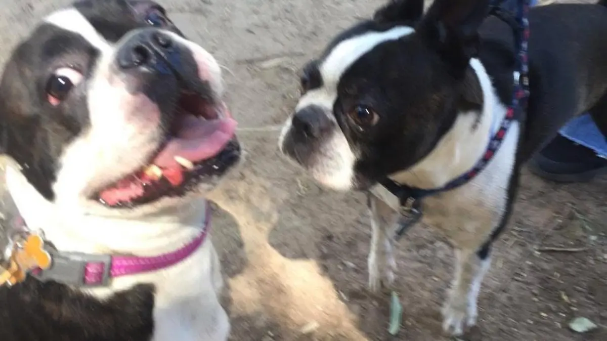 WhatsApp Image 2017-07-01 at 10.44