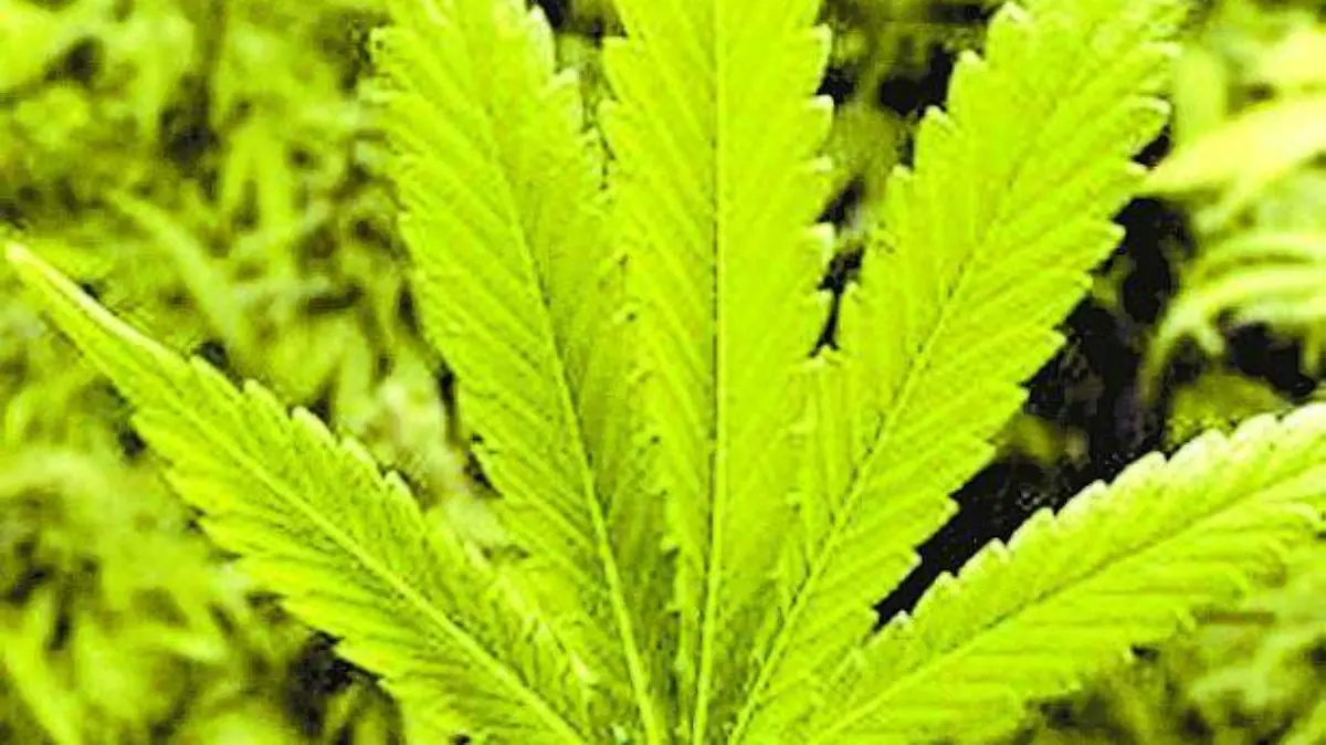 MARIHUANA