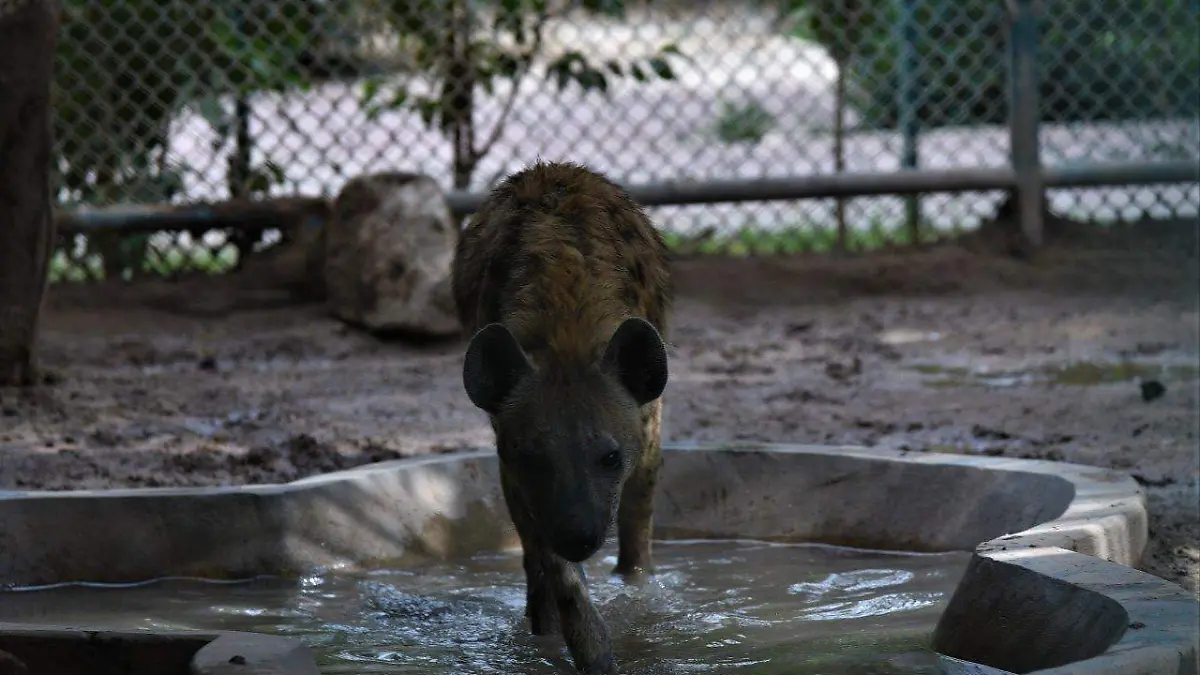 Incrementa fauna del Bosque