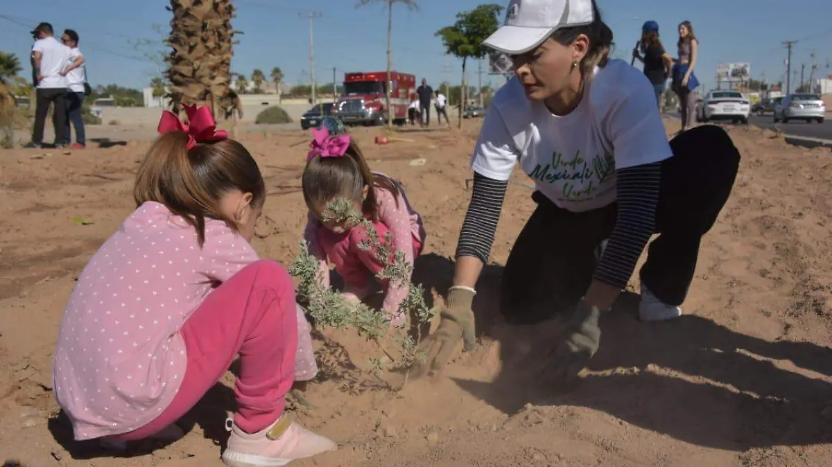 Planta Verde Mexicali Verde 1,540 árboles