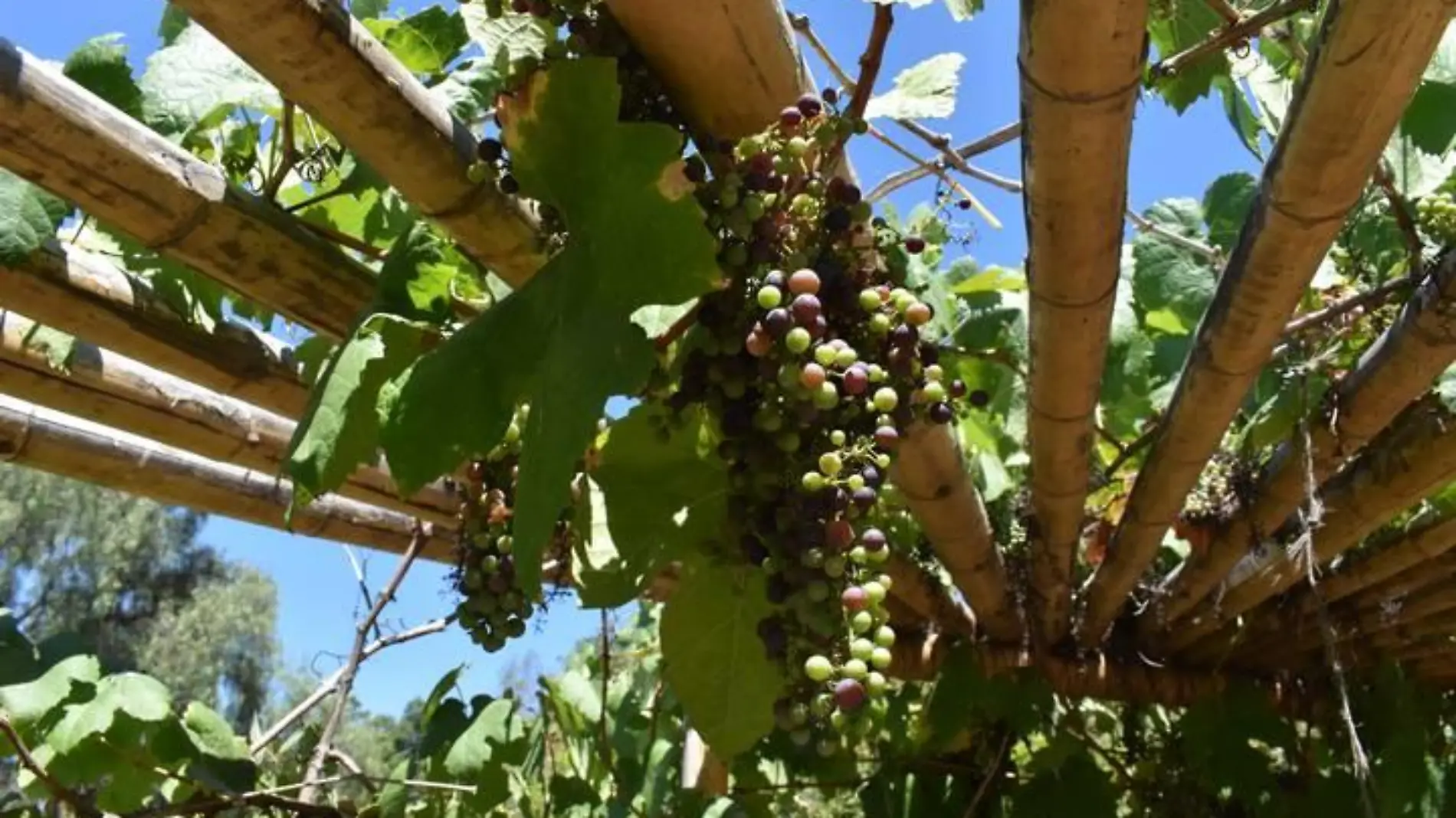 Ecoparque, cuarto pulmón de Tijuana