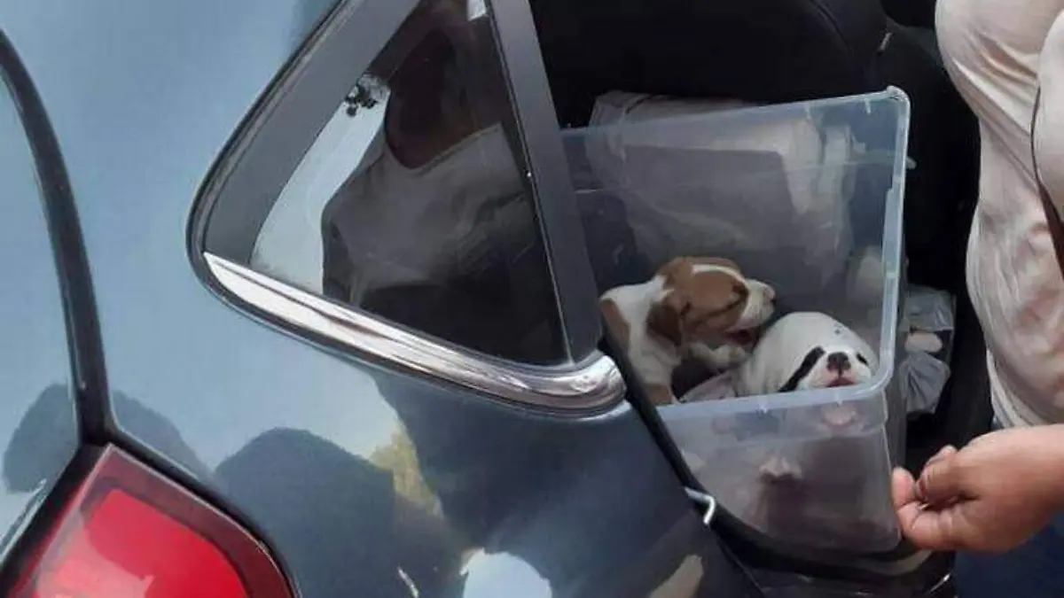 Cachorros