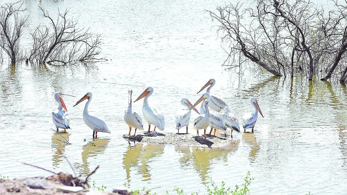 AVES