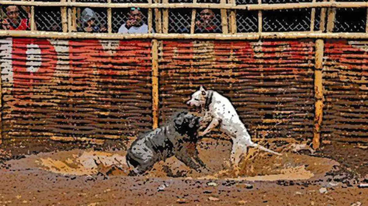 P6 Pelea Perros Foto Ilustración