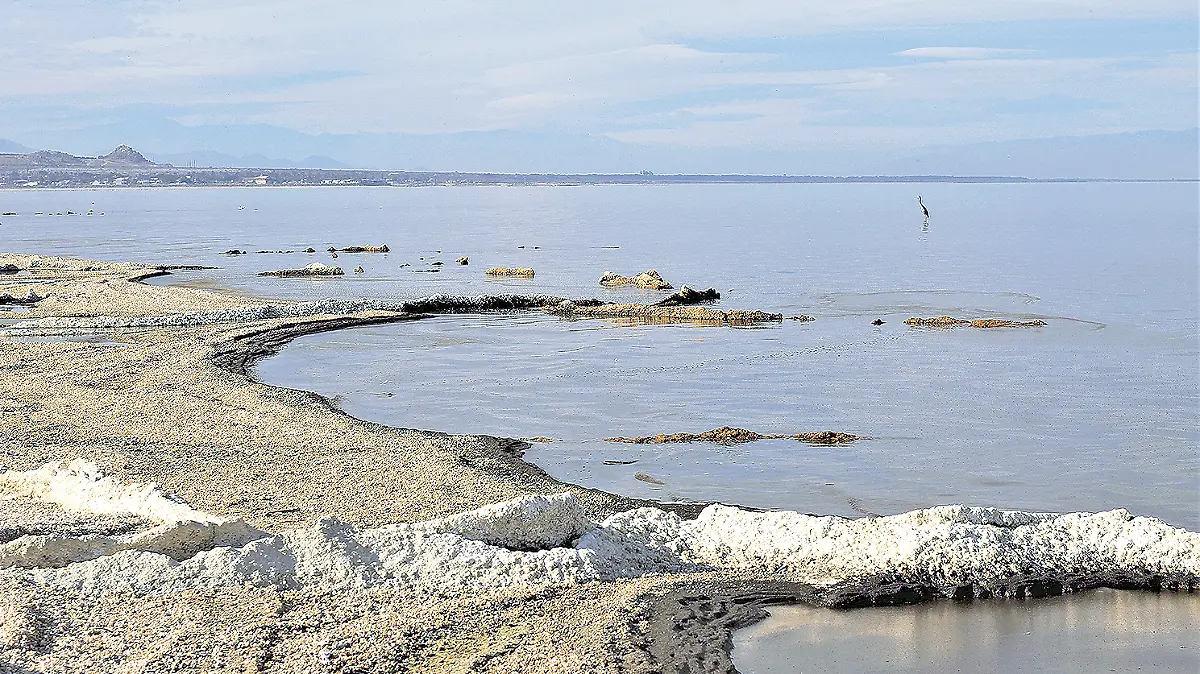 salton