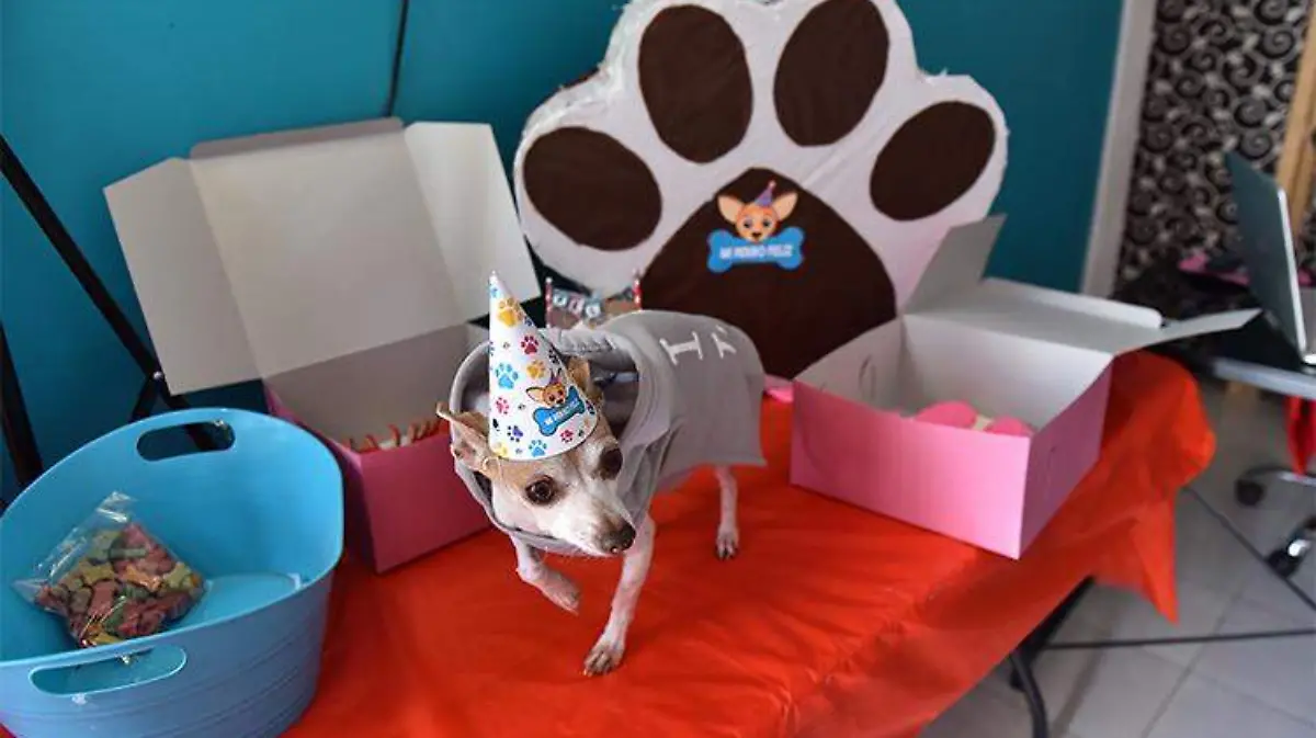 Una tradición para compartir con las mascotas de la casa