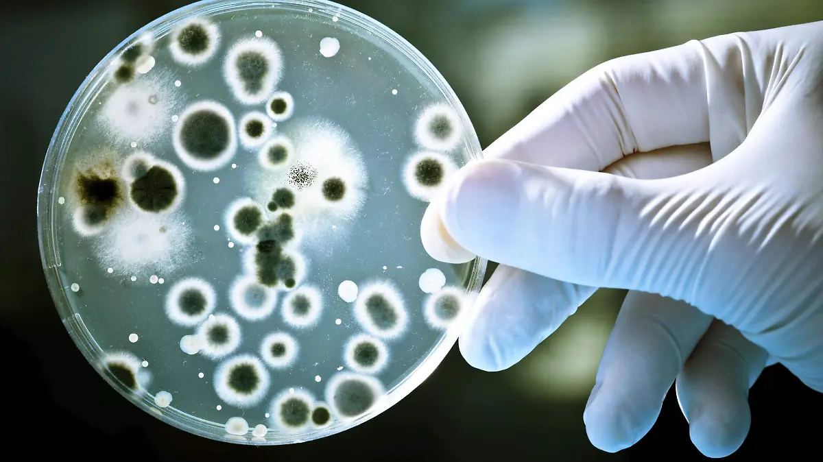 how-bacteria-work-orig