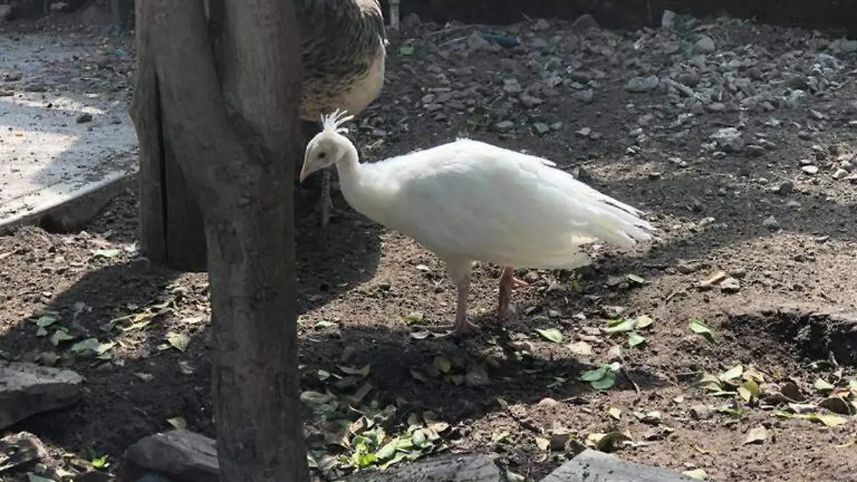Pavo Real albino