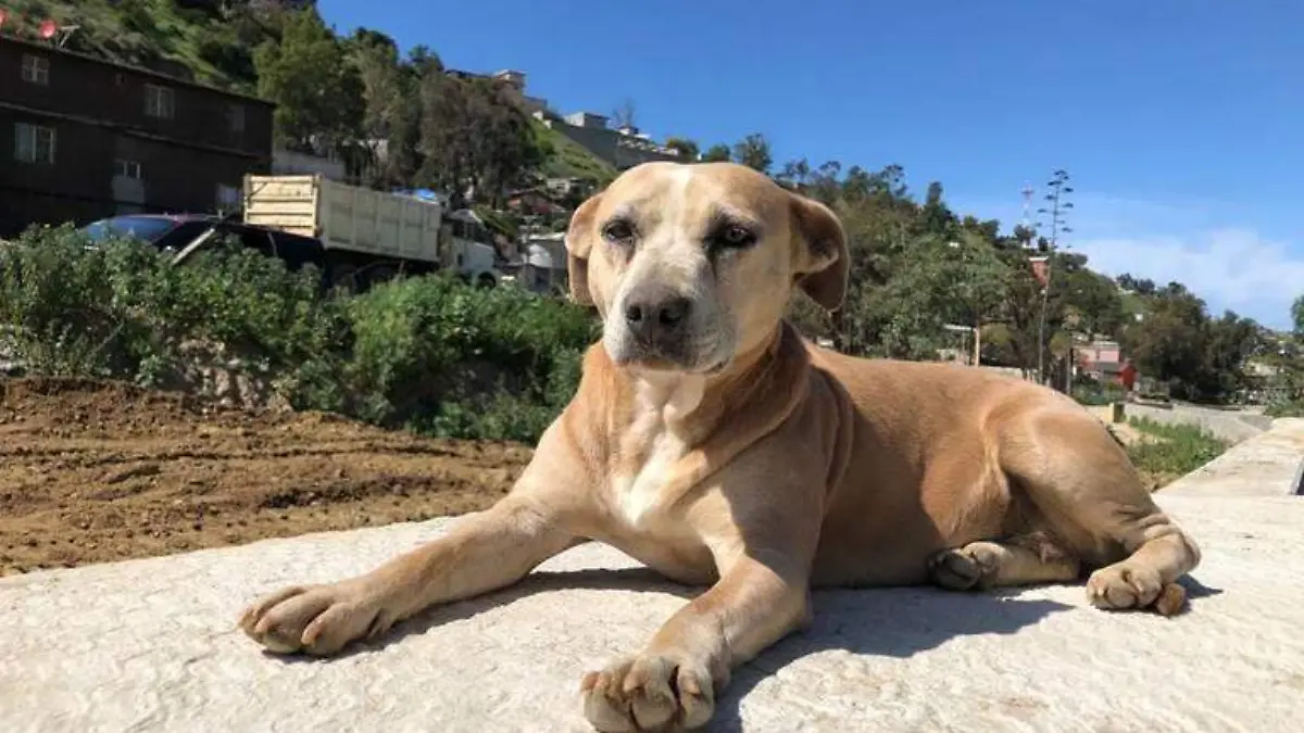 Perro