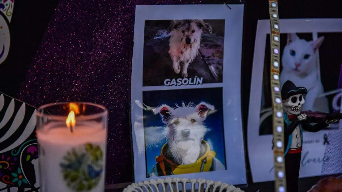 Un gran altar para las mascotas en Mexicali 
