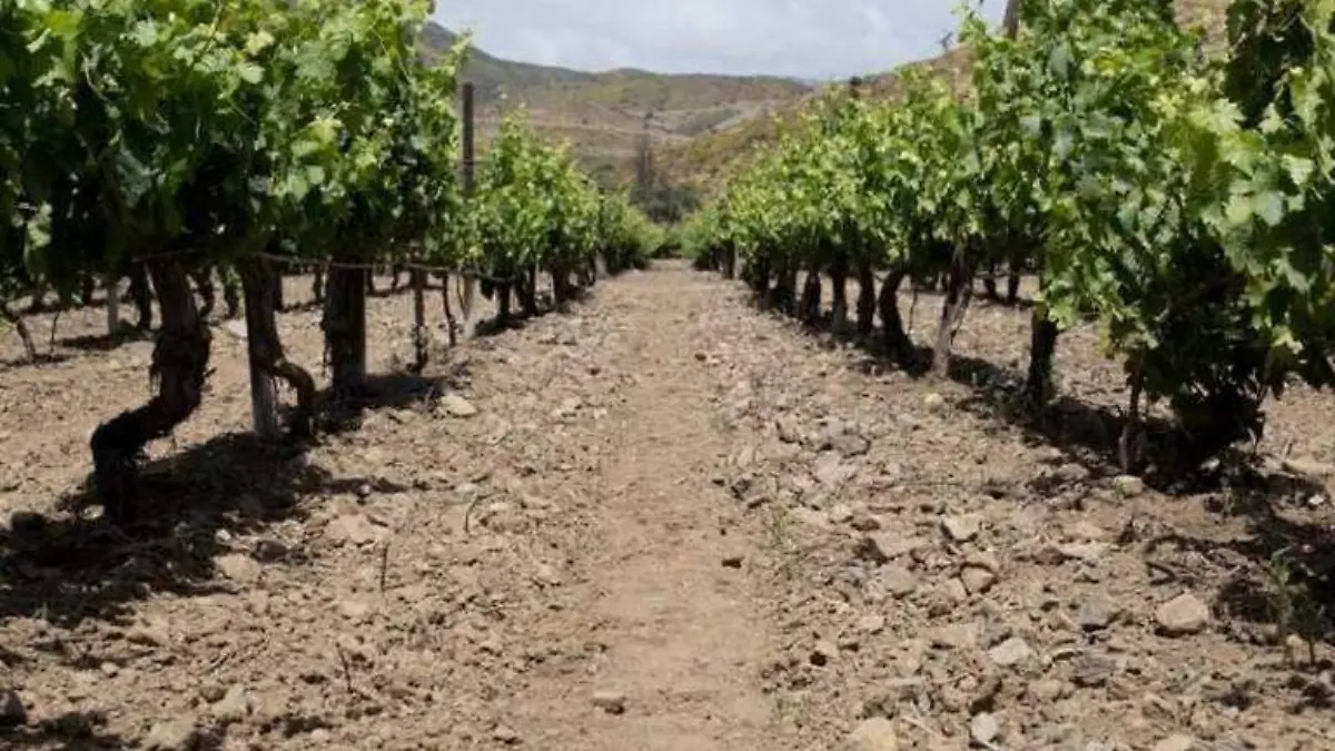 Acueducto de Tijuana-Valle de Guadalupe