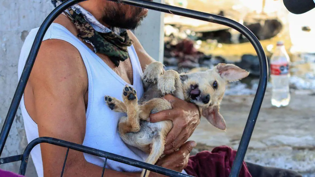 Migrante protege a su perrito de las altas temperaturas