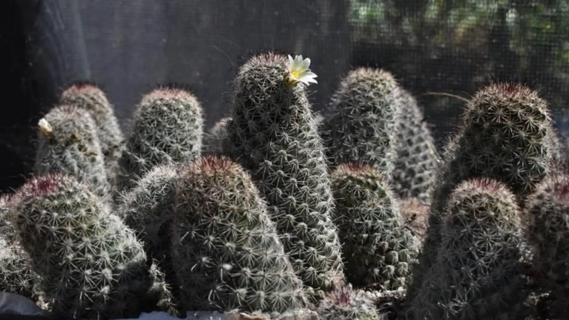 Ecoparque, cuarto pulmón de Tijuana