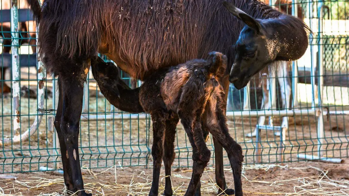 Nace cría de llama en el Bosque