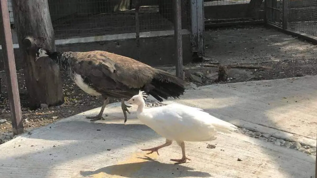Pavo Real