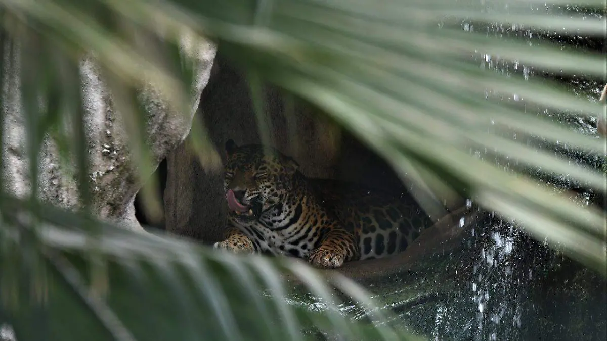 Incrementa fauna del Bosque