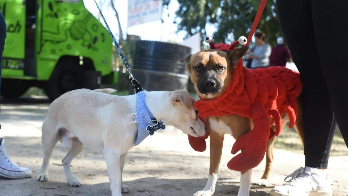 gente por los animales