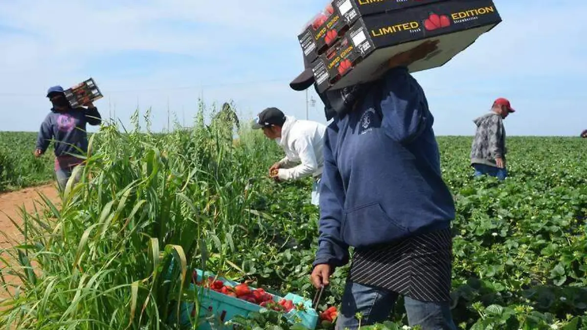 Solicitan apoyo para comunidad agrícola en San Quintín