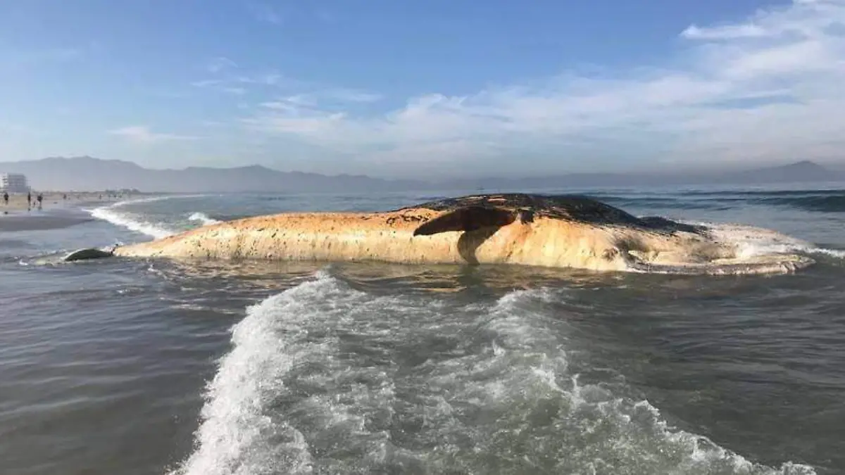 Ballena varada