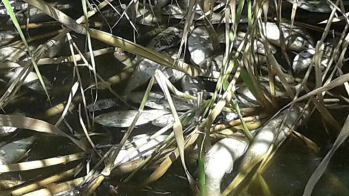 Image 2017-09-25 at 6.46