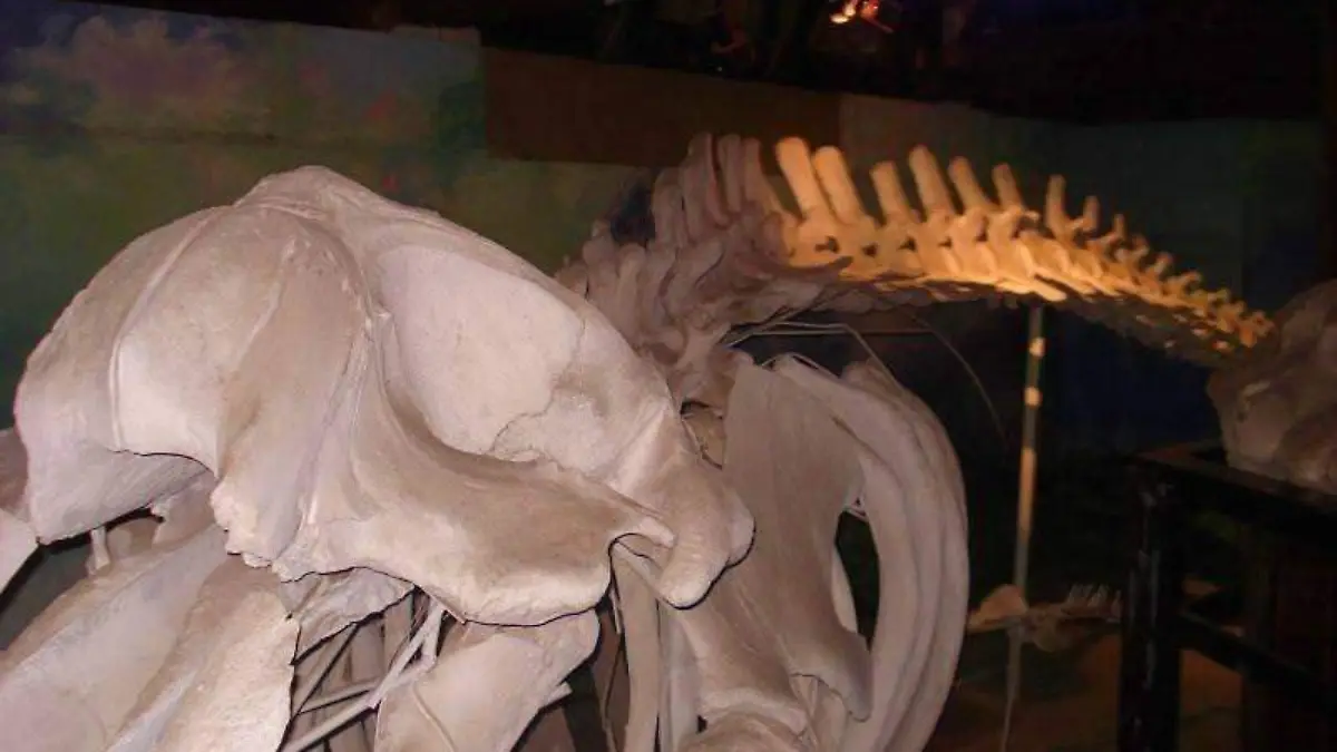 Museo I Bosque de la ciudad I Huesos