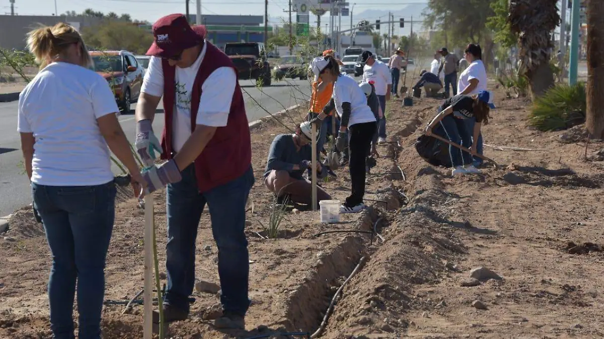 Planta Verde Mexicali Verde 1,540 árboles