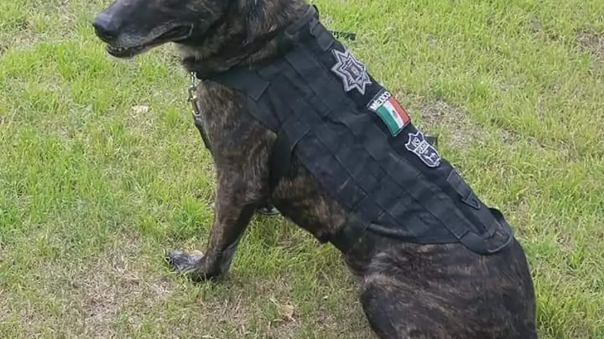 WhatsApp Image 2019-06-05 at 11.51.49 AM