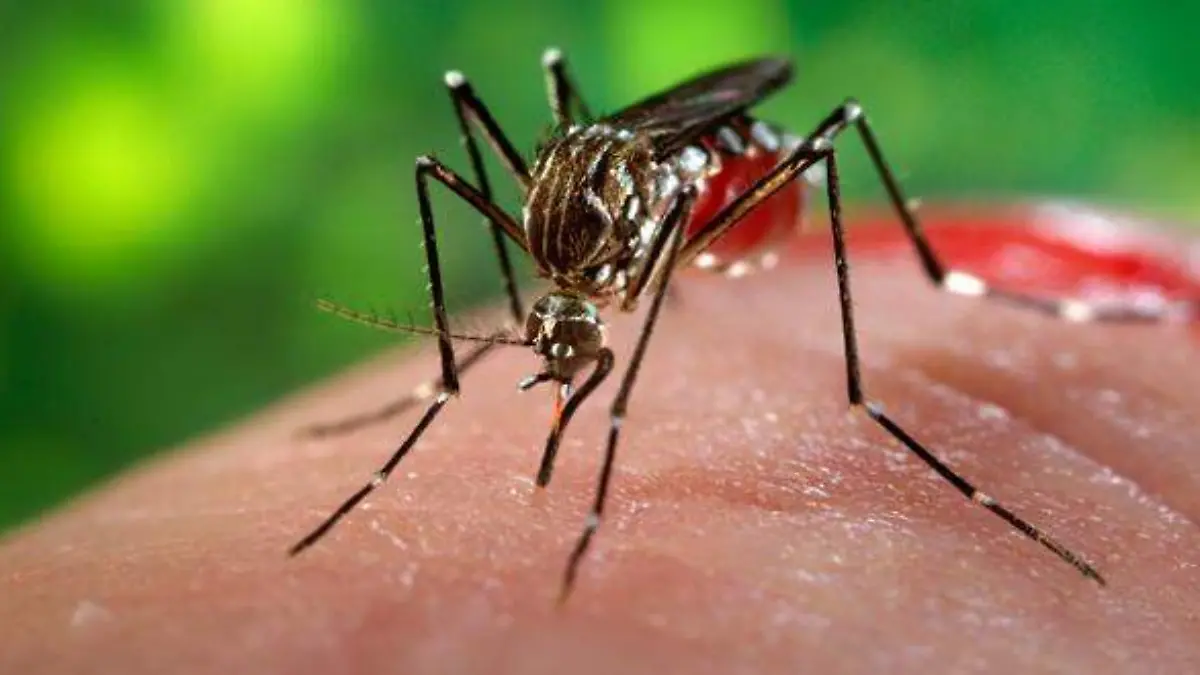 zika-mosquito