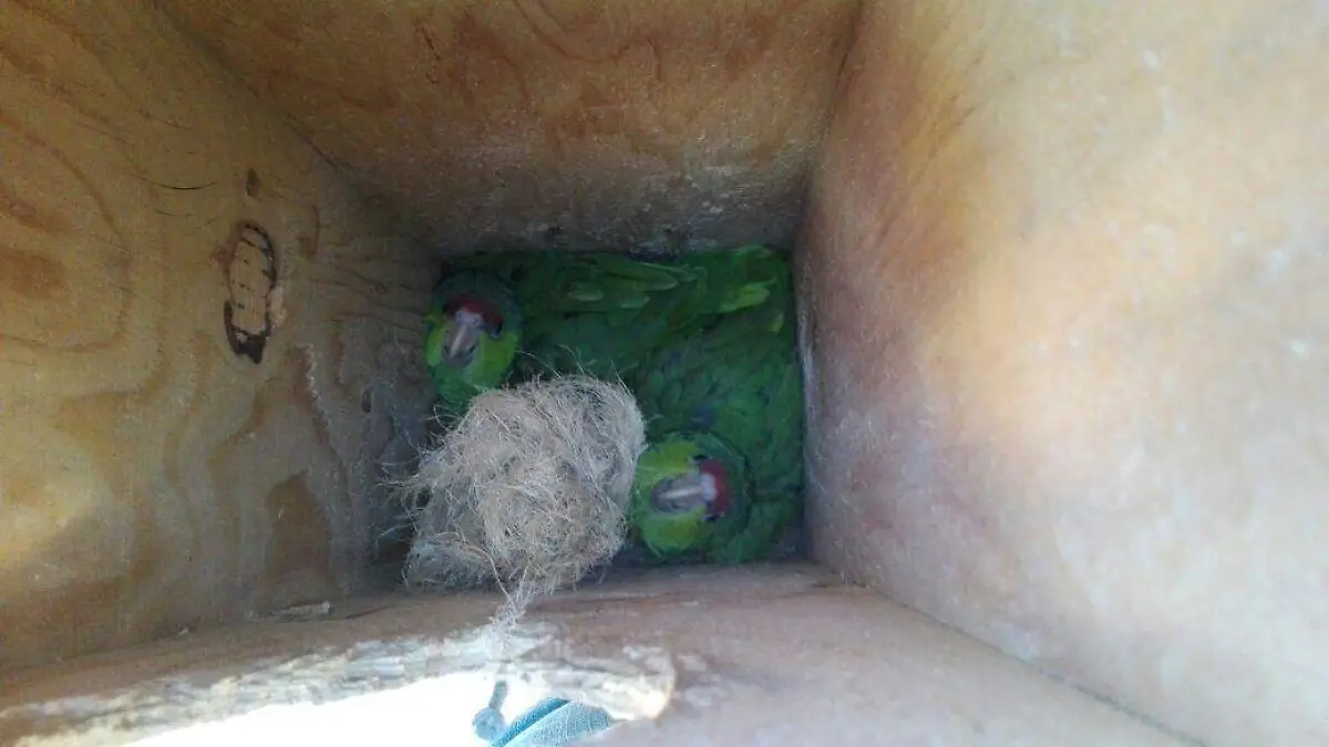 Image 2018-07-03 at 9.24.50 AM