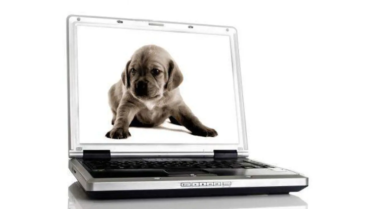 mascoteros-4-perros-internet-668x400x80xX