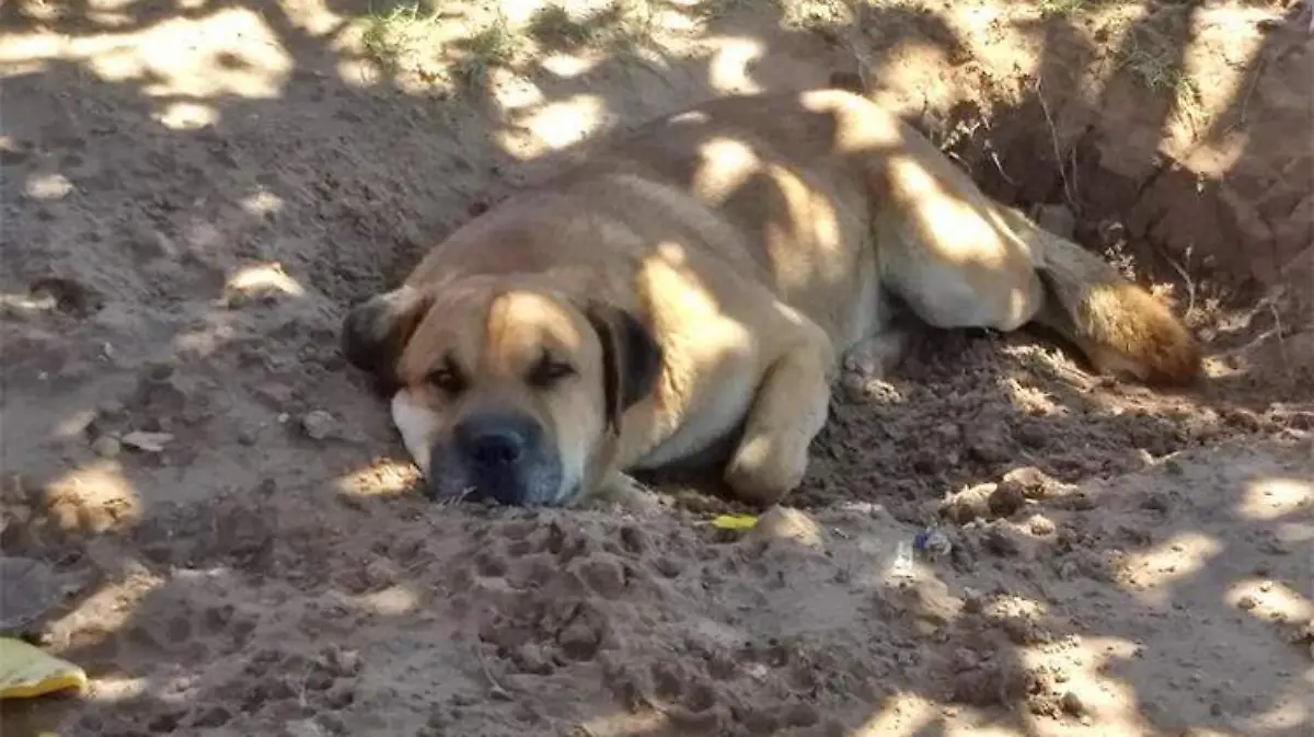 perro