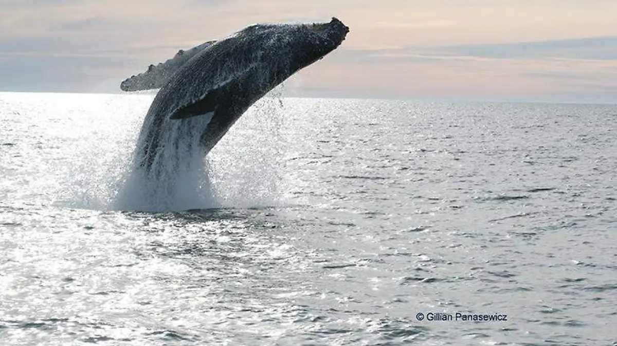 Cortesía OCV Peñasco 12