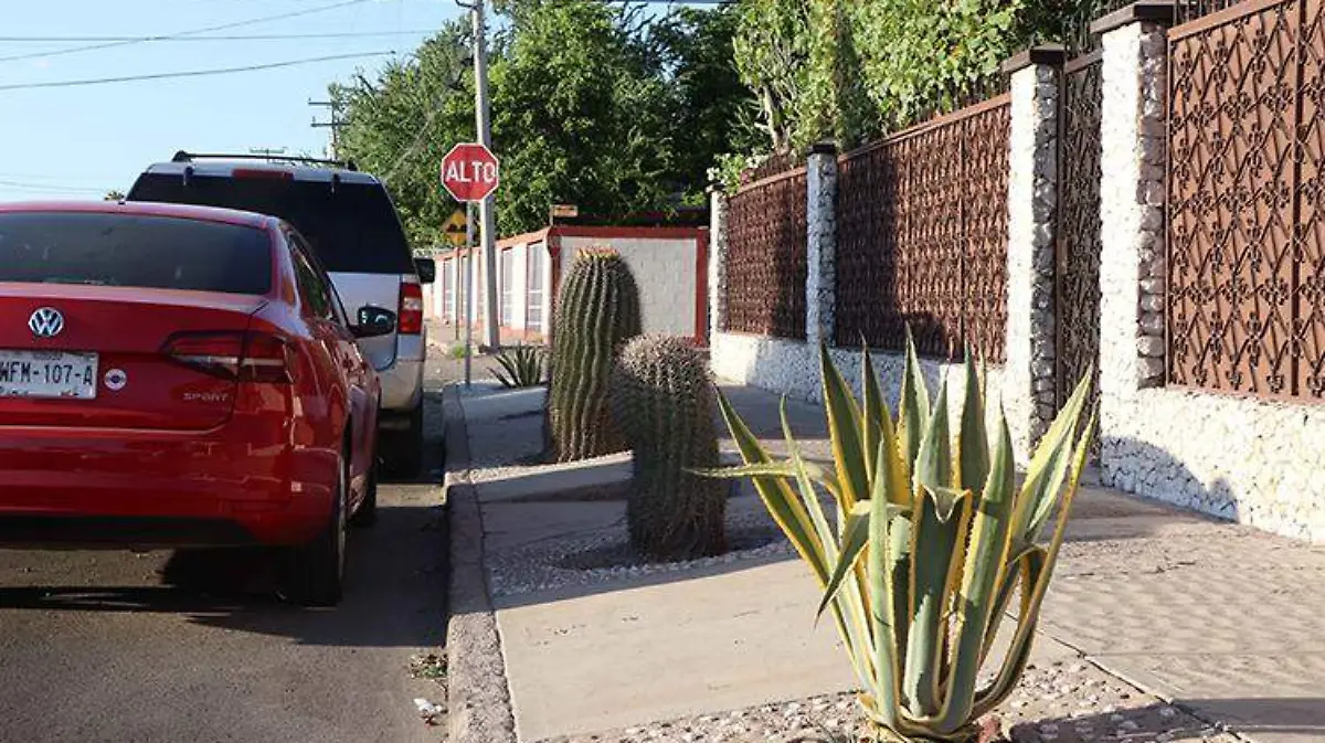 4 reforestación endemicas - MIKE ACOSTA