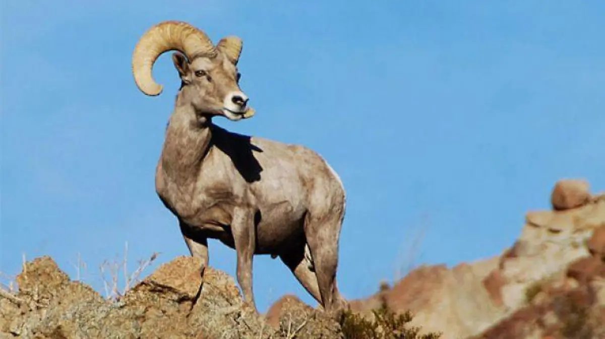 borrego cimarrón Hermosillo