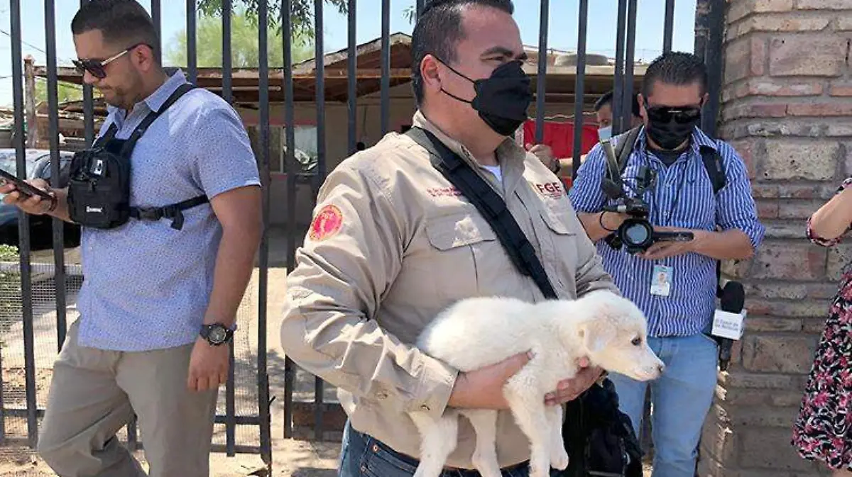 rescate perros 1