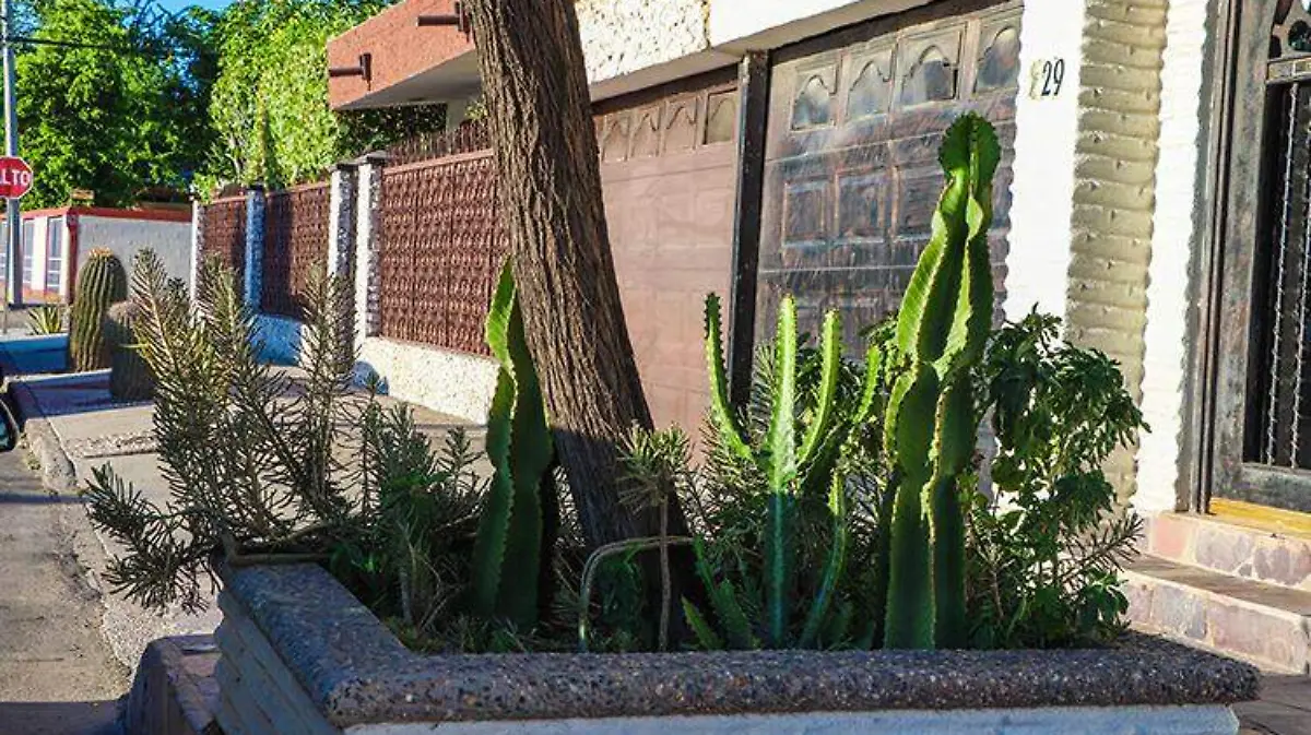 3 plantas endemicas - MIKE ACOSTA