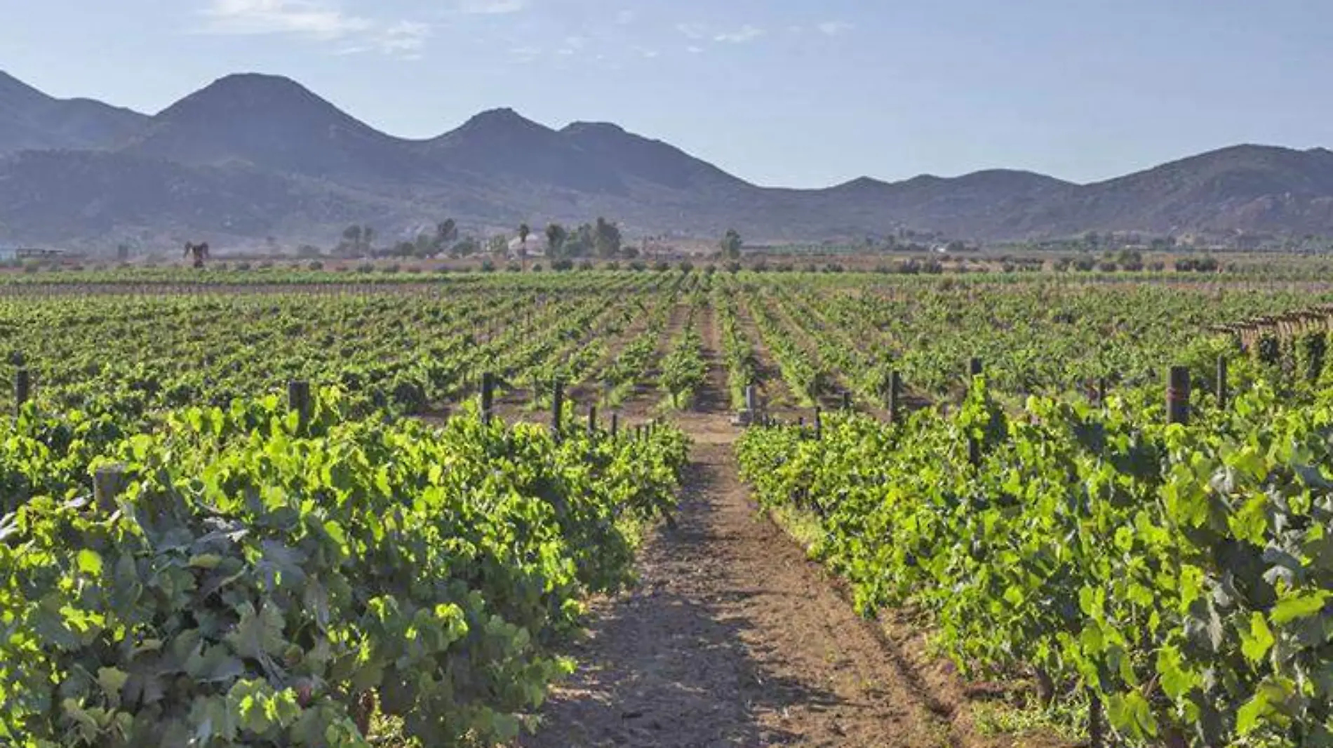 Comunidades como Valle de Guadalupe pueden ser un caso piloto para aplicar los Objetivos de Desarrollo Sostenible