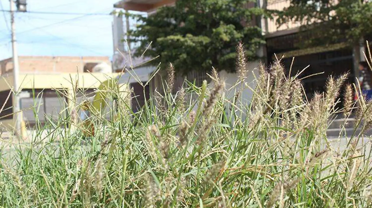 Especial Jaquez Propagacion Buffel - Mike Acosta (3)