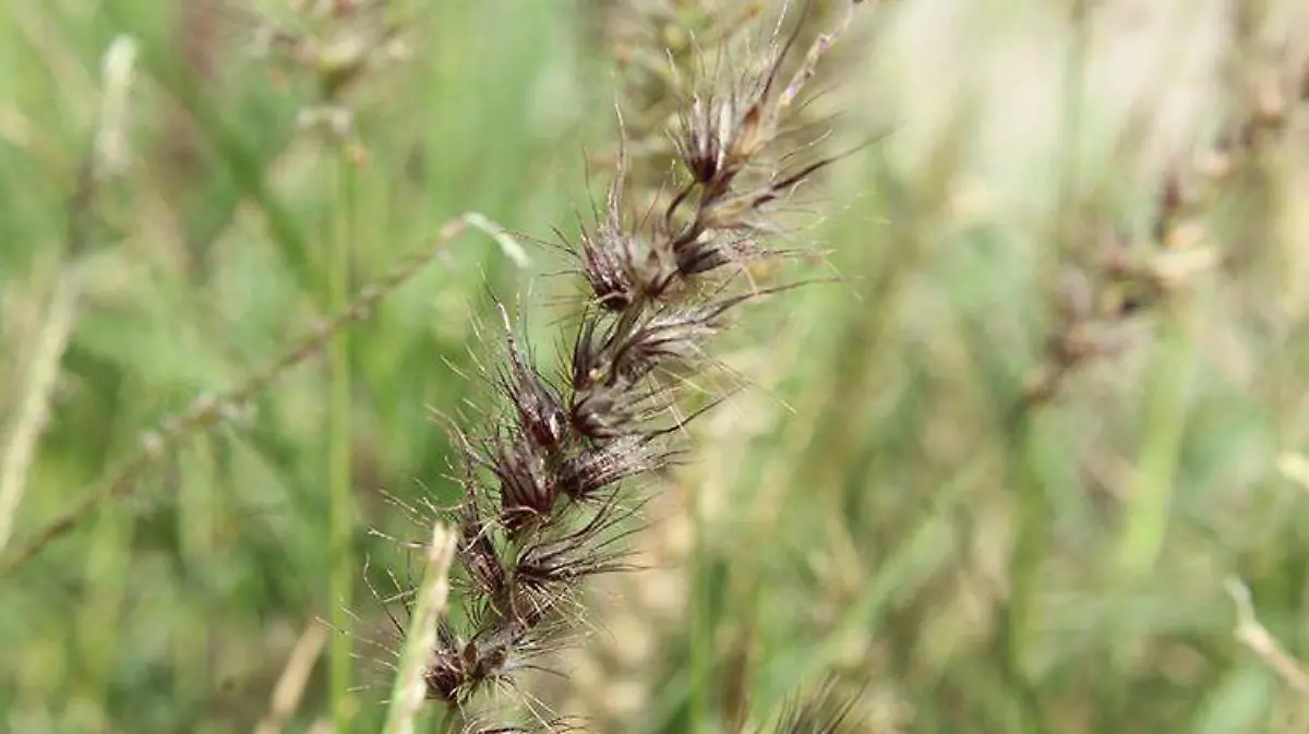 Especial Jaquez Propagacion Buffel - Mike Acosta (6)