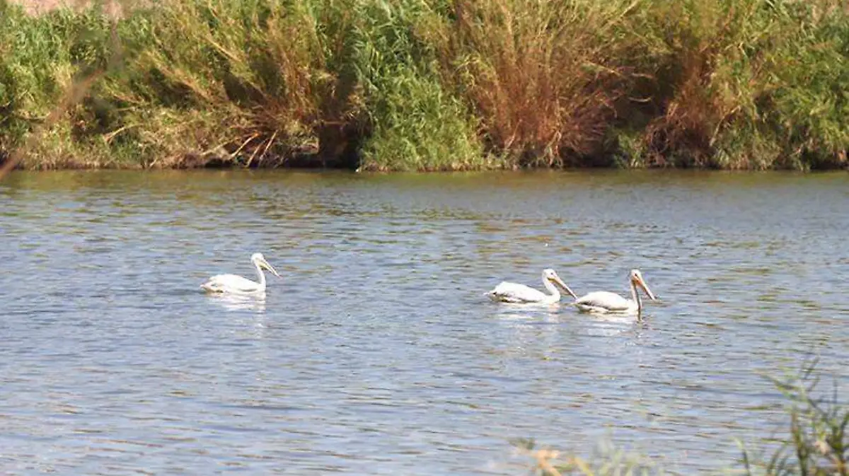 97f50b94-b0b2-451c-aa97-6877cfbc8176