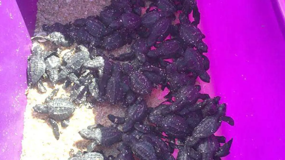liberación tortugas 2