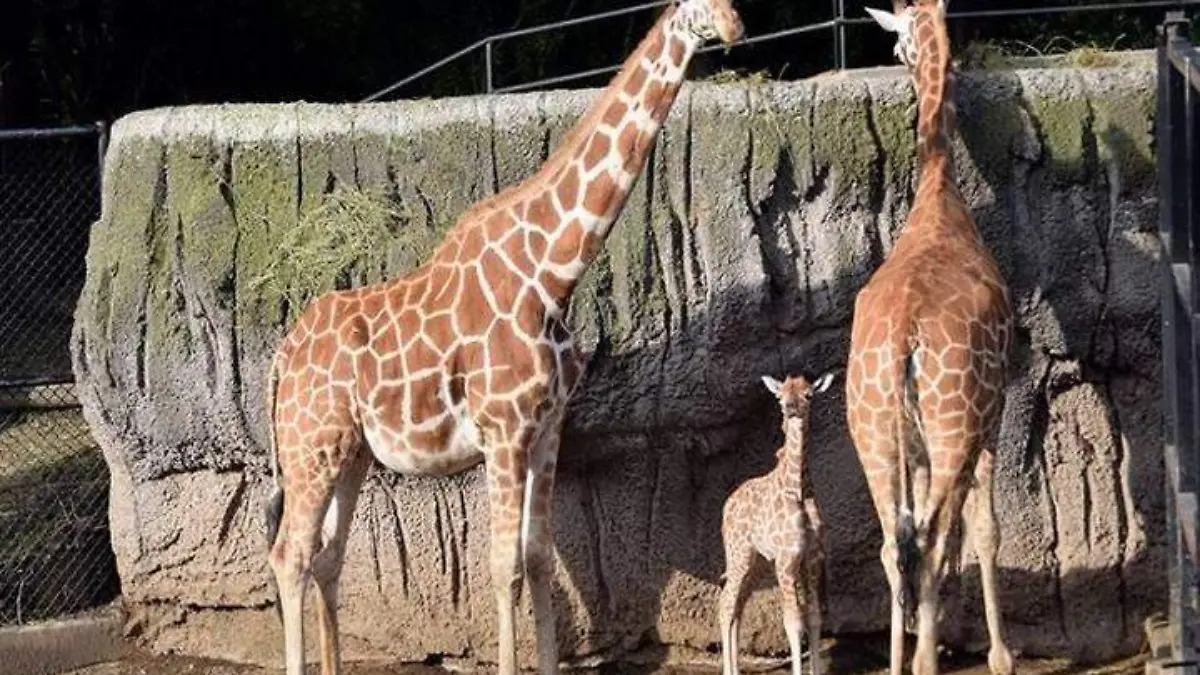 Jirafa chapultepec.2